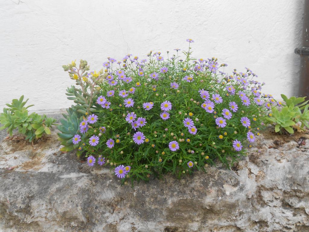 B&B La Quercia Orte Buitenkant foto